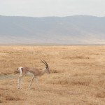 gazelle de Grant