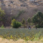 plantation de pavot