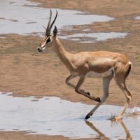 Antilopes du Kenya
