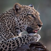 Léopards au Kenya