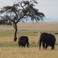 Eléphants au Kenya