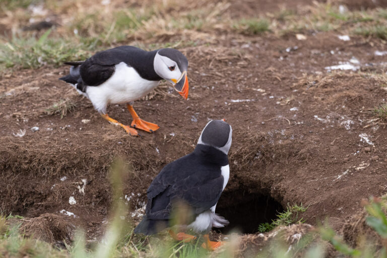 Make Your Own Pom Pom Pets Abeilles | Kits De Pompons Colorés Pour Bricolage Et Artisanat | Baker Ross Cat Pom Pom