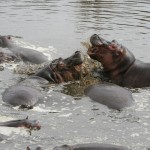 hippopotames