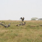 vautours