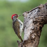 Oiseaux variés du Kenya