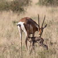 Naissance d'une gazelle
