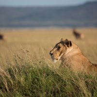 Lions au Kenya