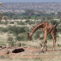 Girafes, babouins au Kenya